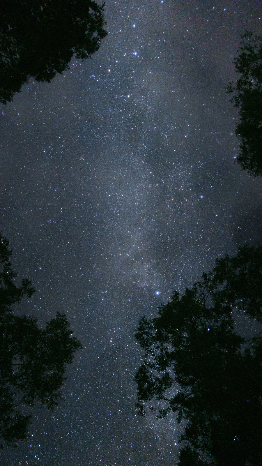 Night sky full of stars framed by silhouetted trees